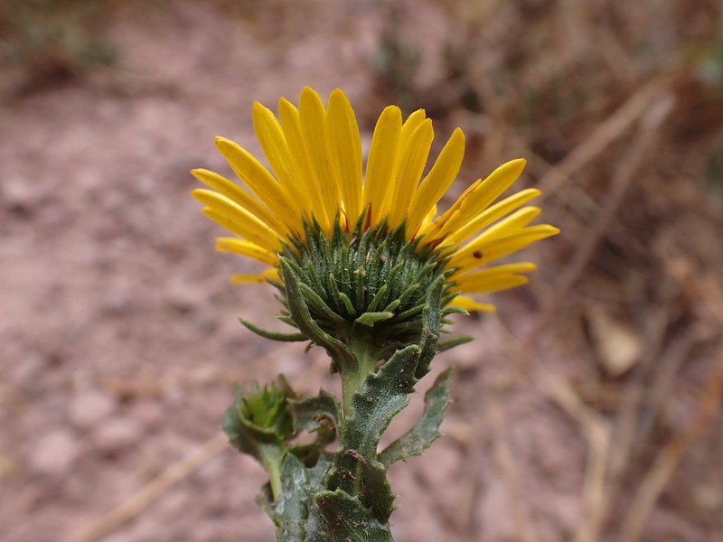 Grindelia boliviana photo 6