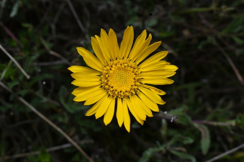 Grindelia boliviana photo 7