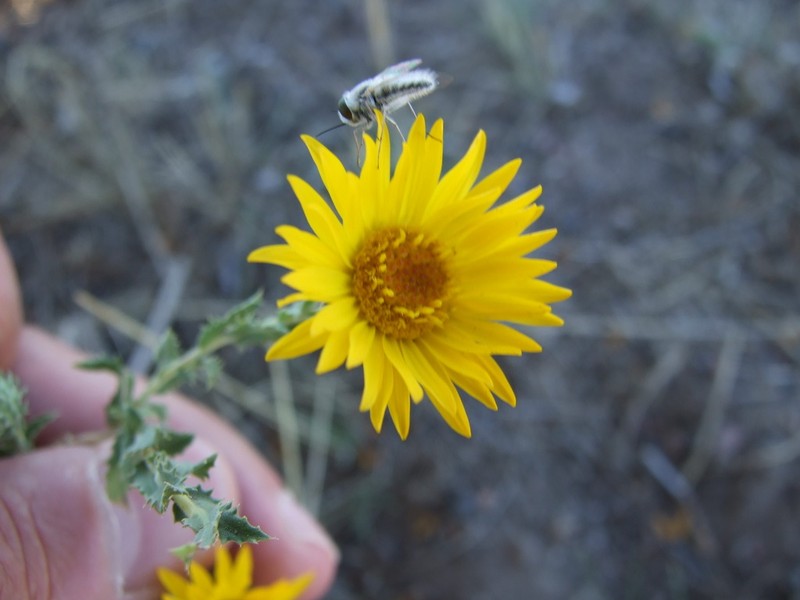 Grindelia brachystephana photo 2