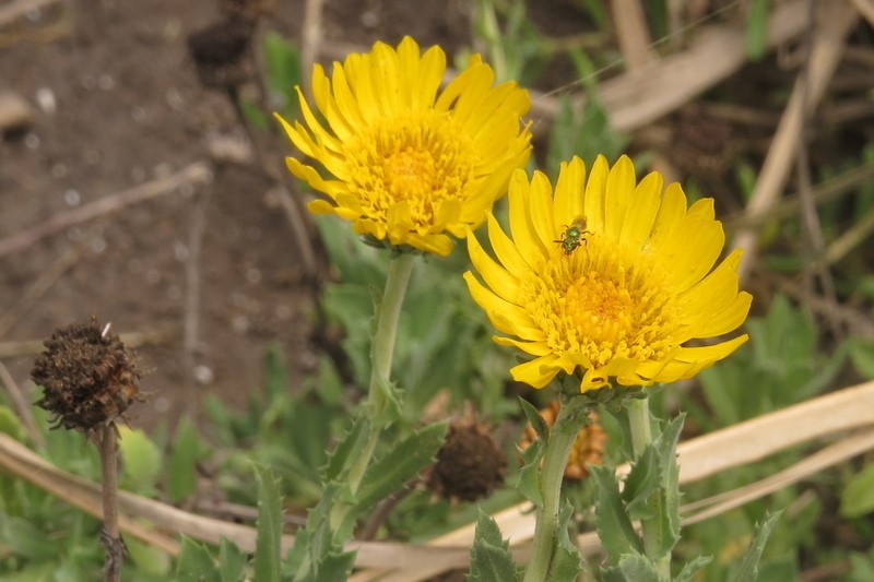 Grindelia brachystephana photo 3