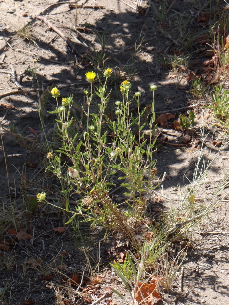 Grindelia brachystephana photo 4
