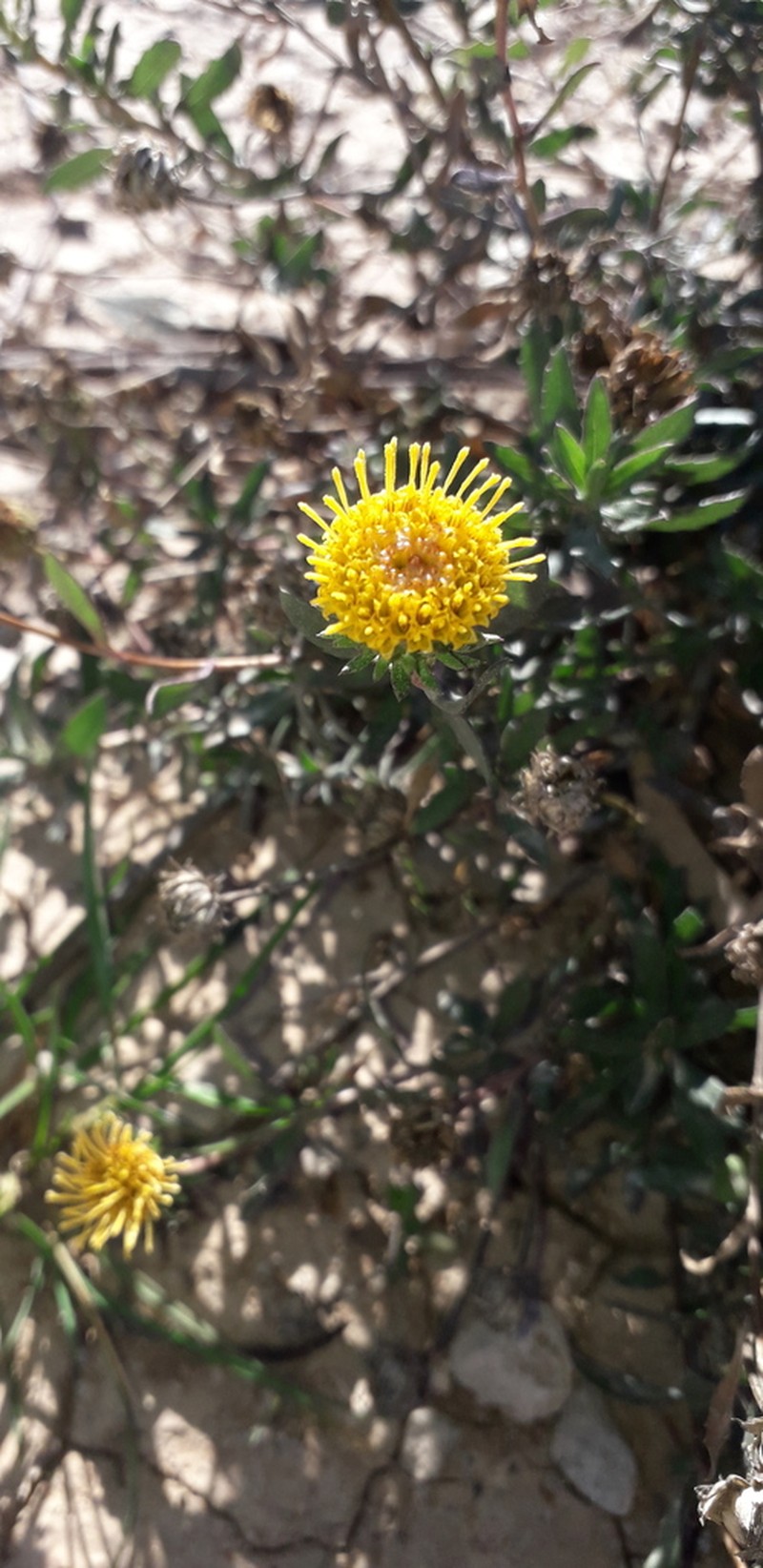 Grindelia brachystephana photo 5