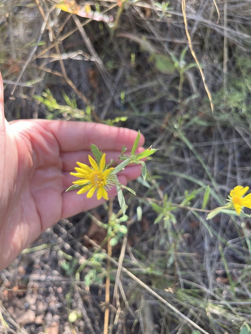 Grindelia brachystephana photo 6