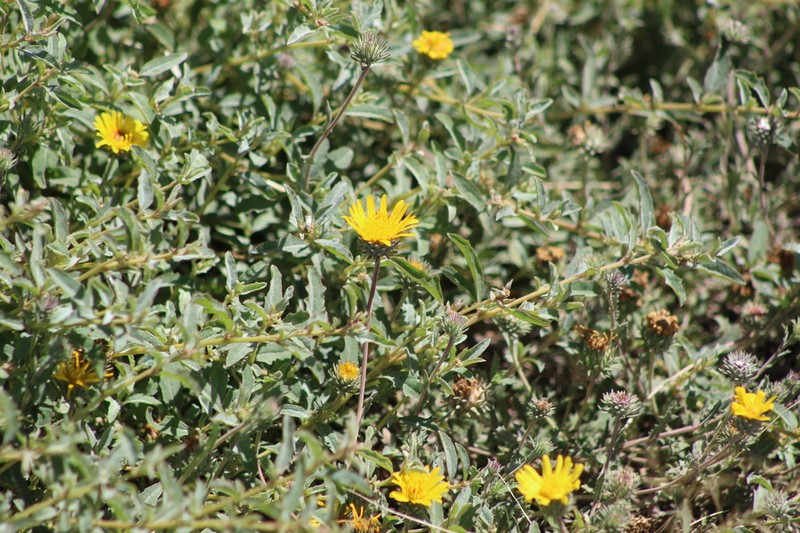 Grindelia brachystephana photo 7