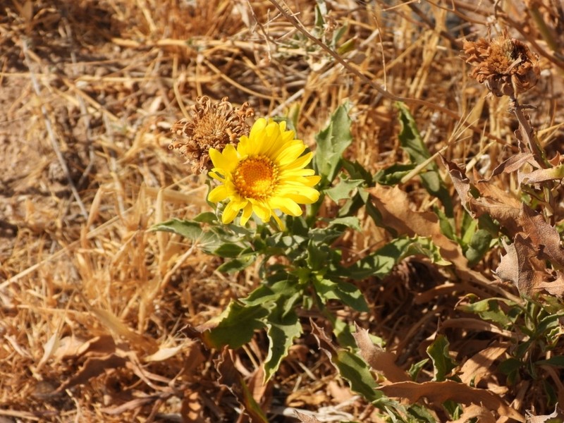 Grindelia brachystephana photo 8