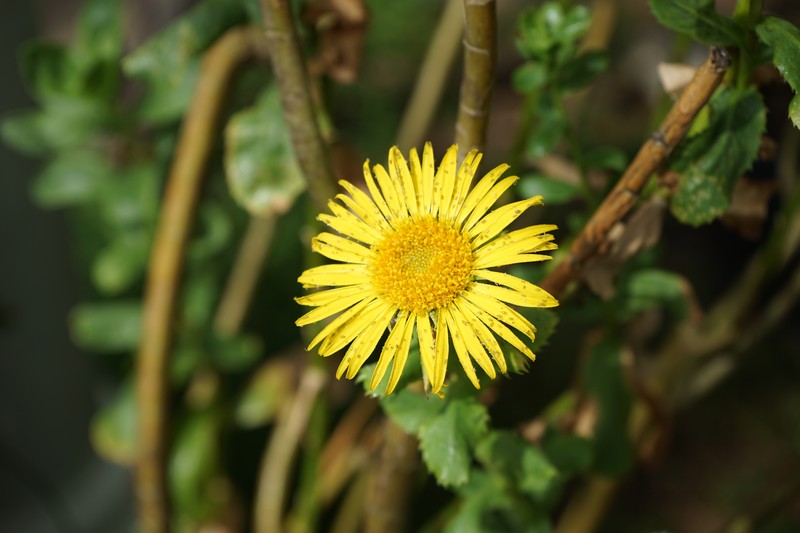 Grindelia buphthalmoides