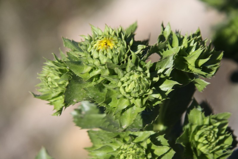 Grindelia buphthalmoides photo 3