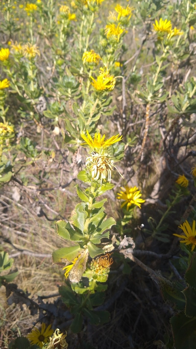 Grindelia buphthalmoides photo 6
