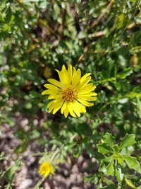 Grindelia cabrerae