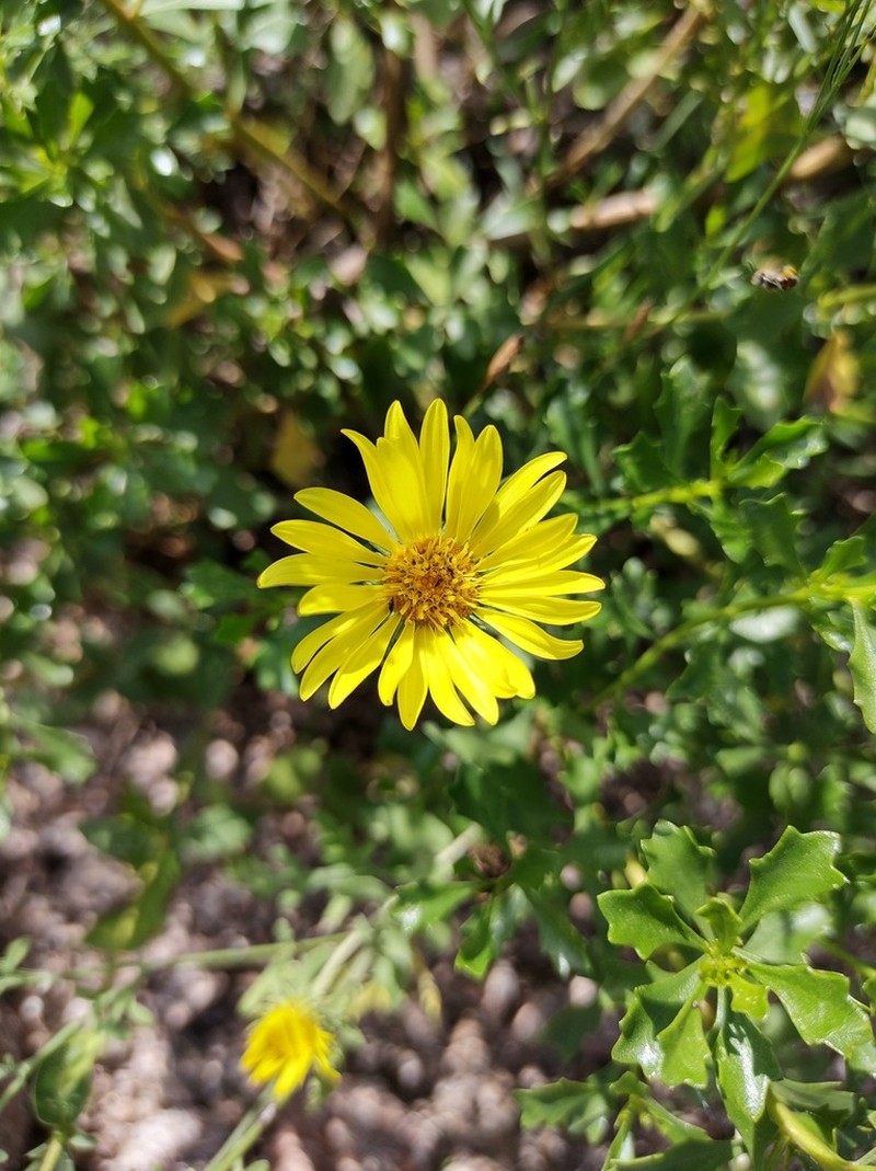 Grindelia cabrerae