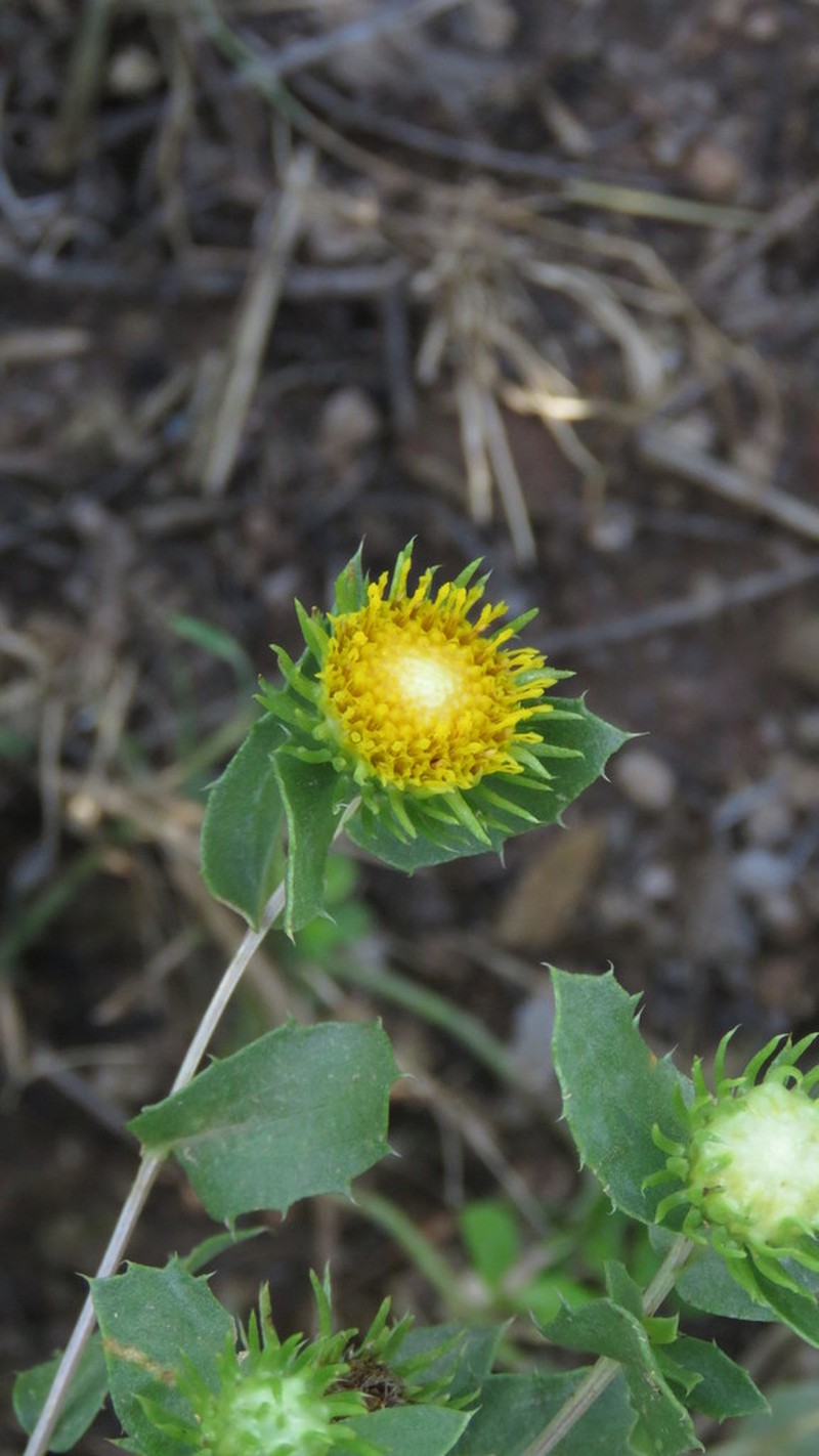 Grindelia cabrerae photo 2