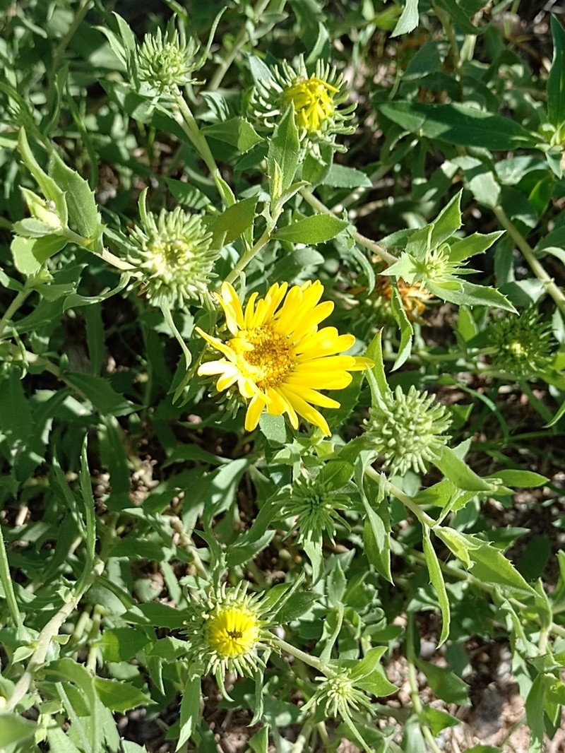 Grindelia cabrerae photo 3