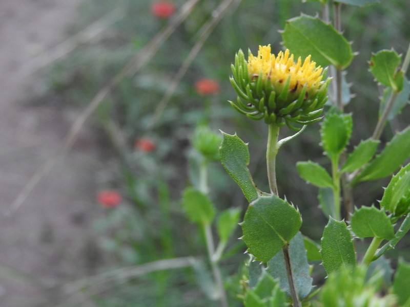 Grindelia cabrerae photo 4