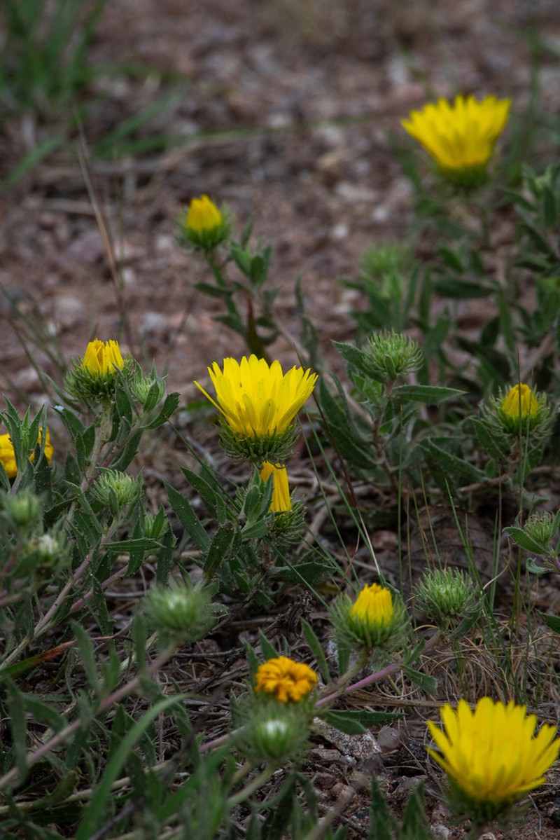 Grindelia cabrerae photo 5