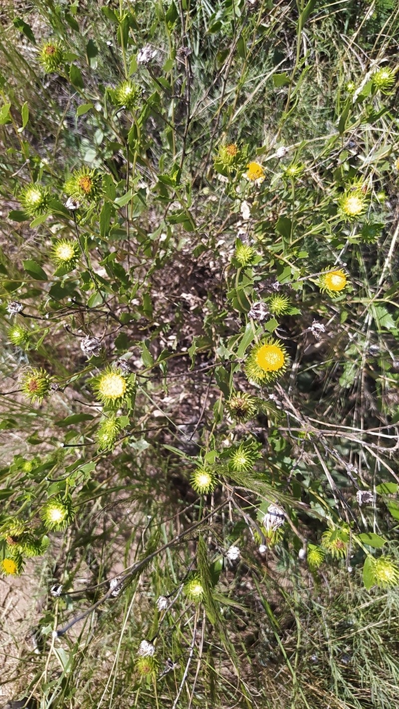Grindelia cabrerae photo 6