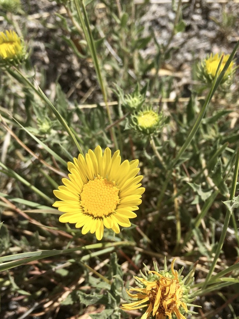 Grindelia cabrerae photo 7
