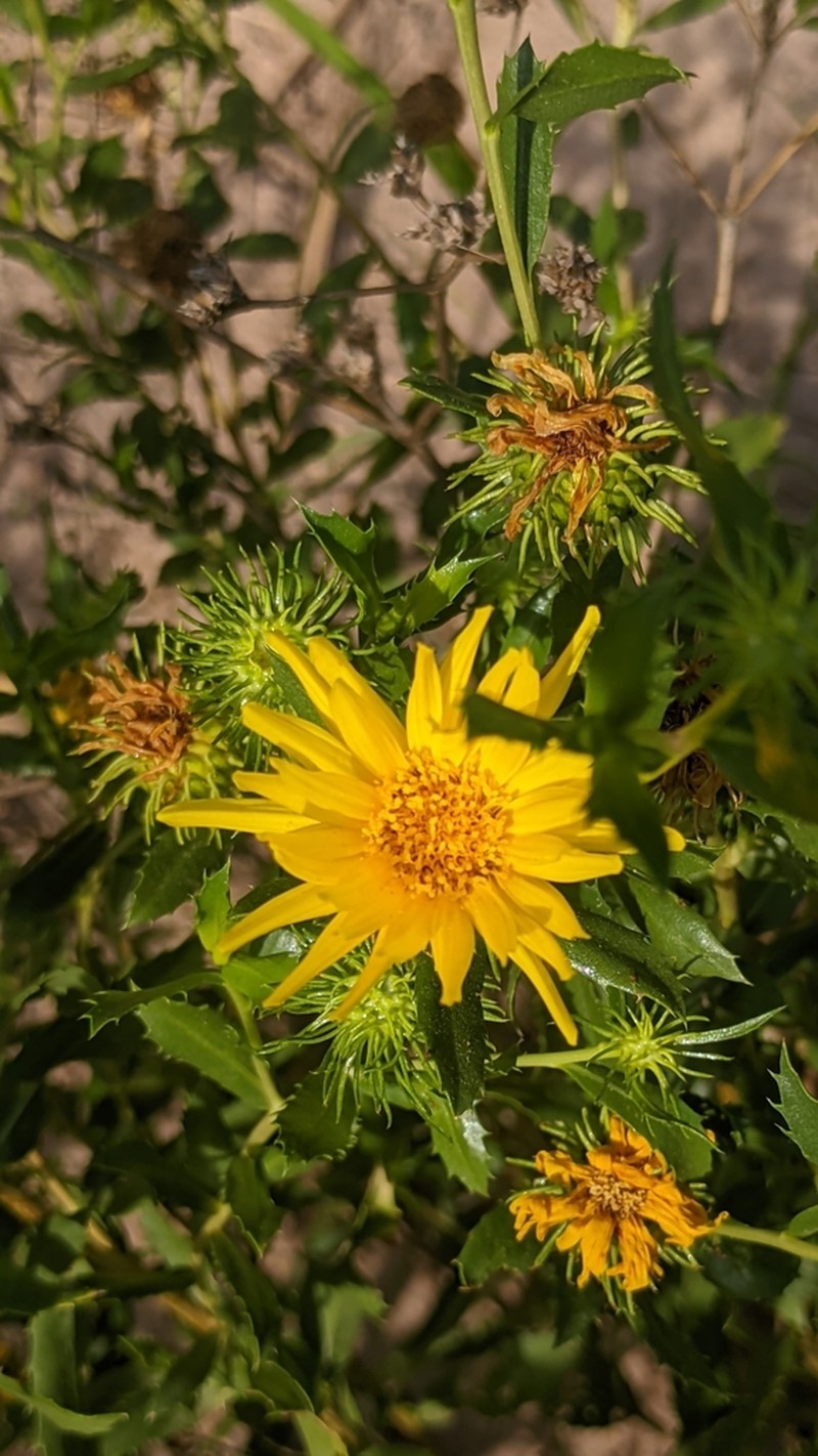 Grindelia cabrerae photo 8