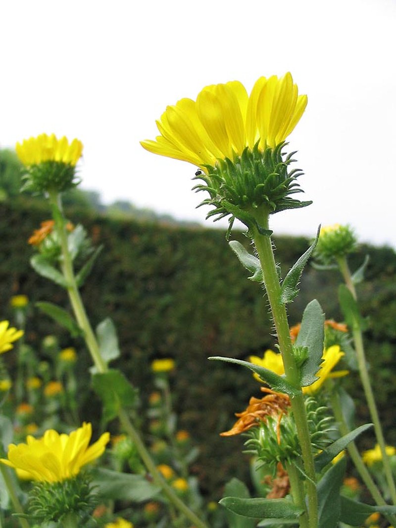 Great Valley Gumweed