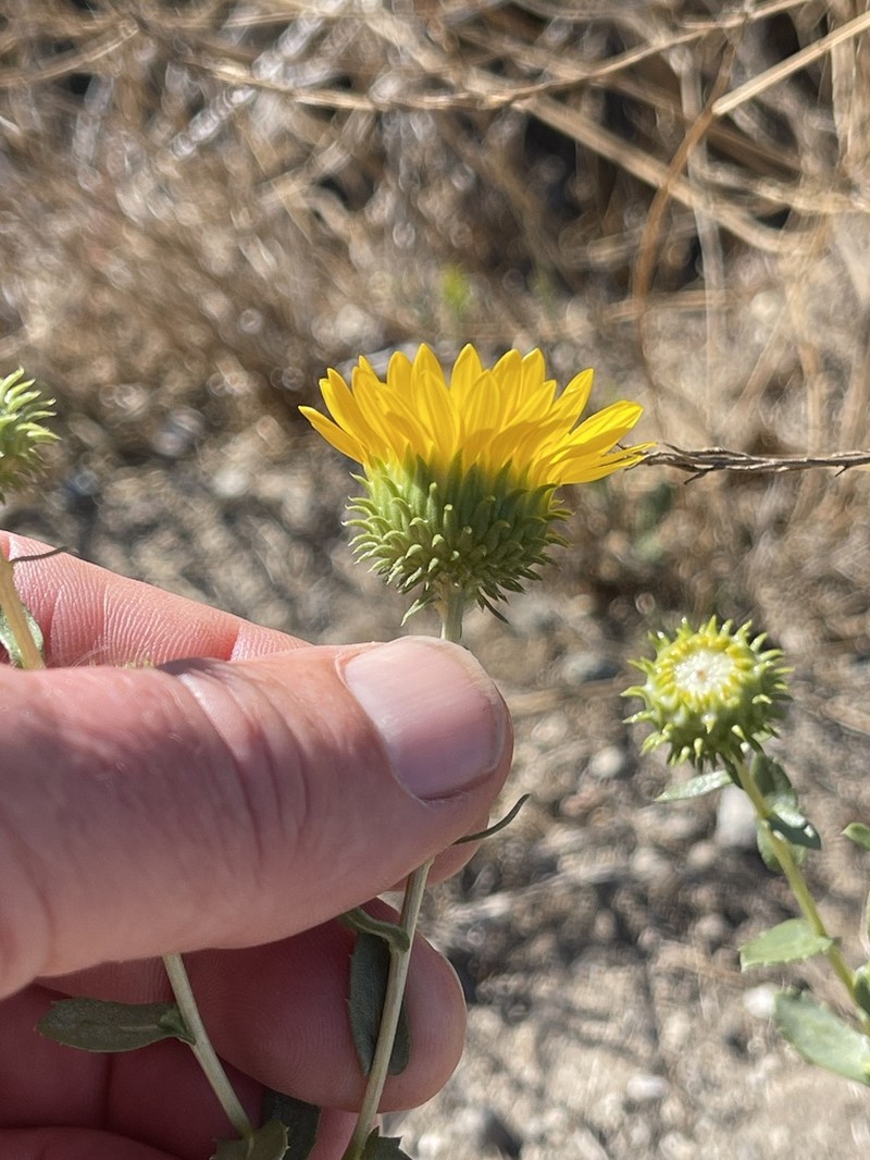 Great Valley Gumweed