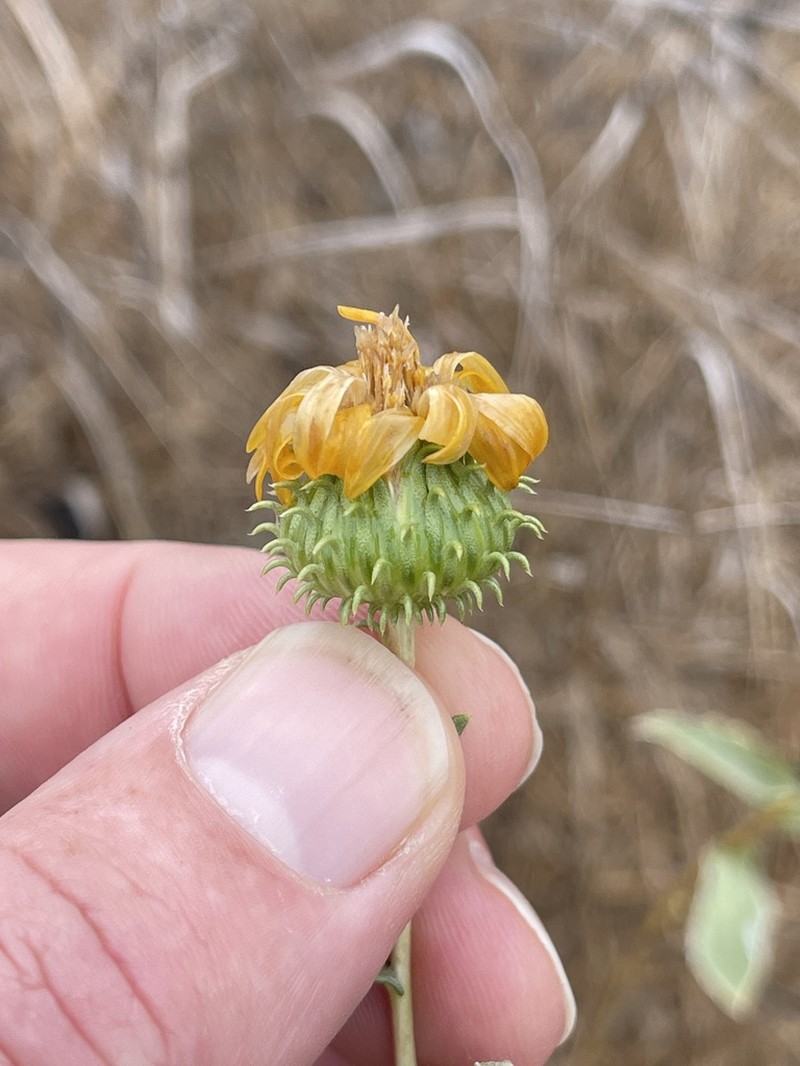 Great Valley Gumweed photo 2