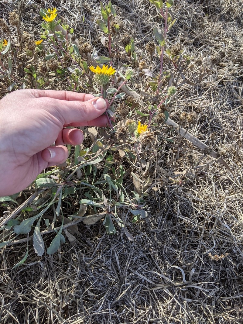 Great Valley Gumweed photo 3