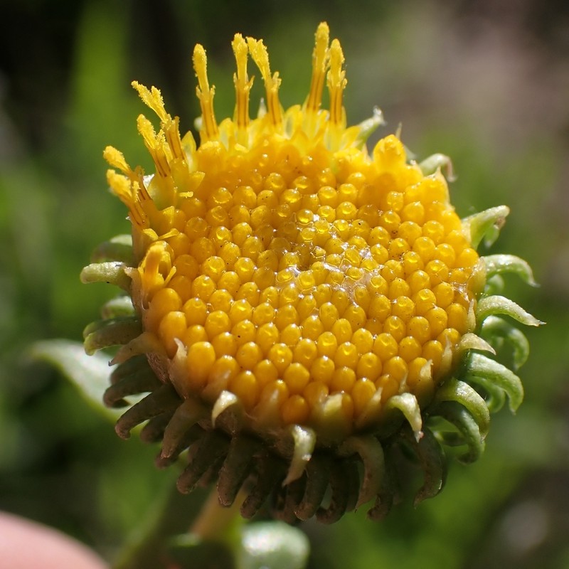 Great Valley Gumweed photo 4
