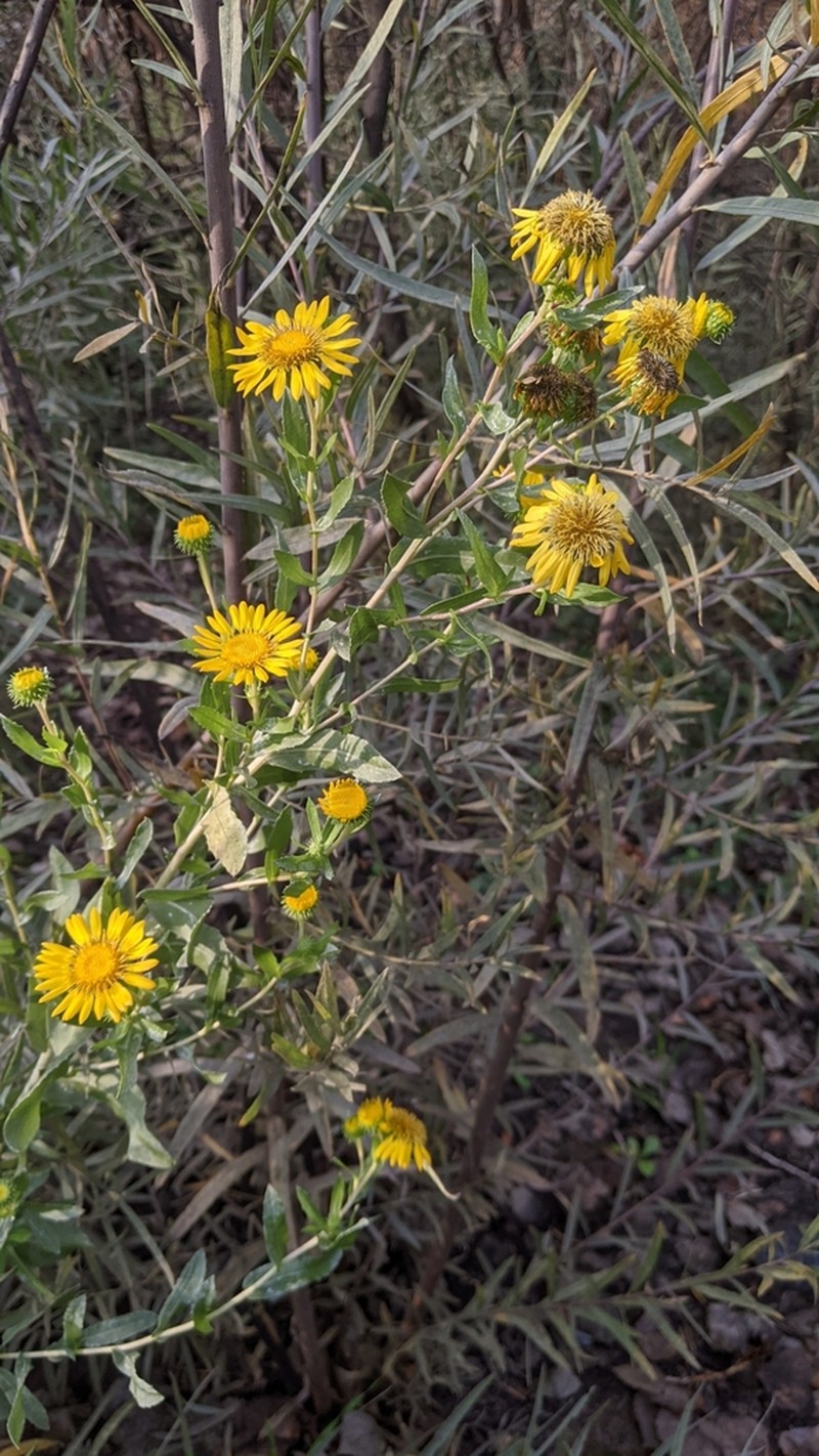 Great Valley Gumweed photo 5