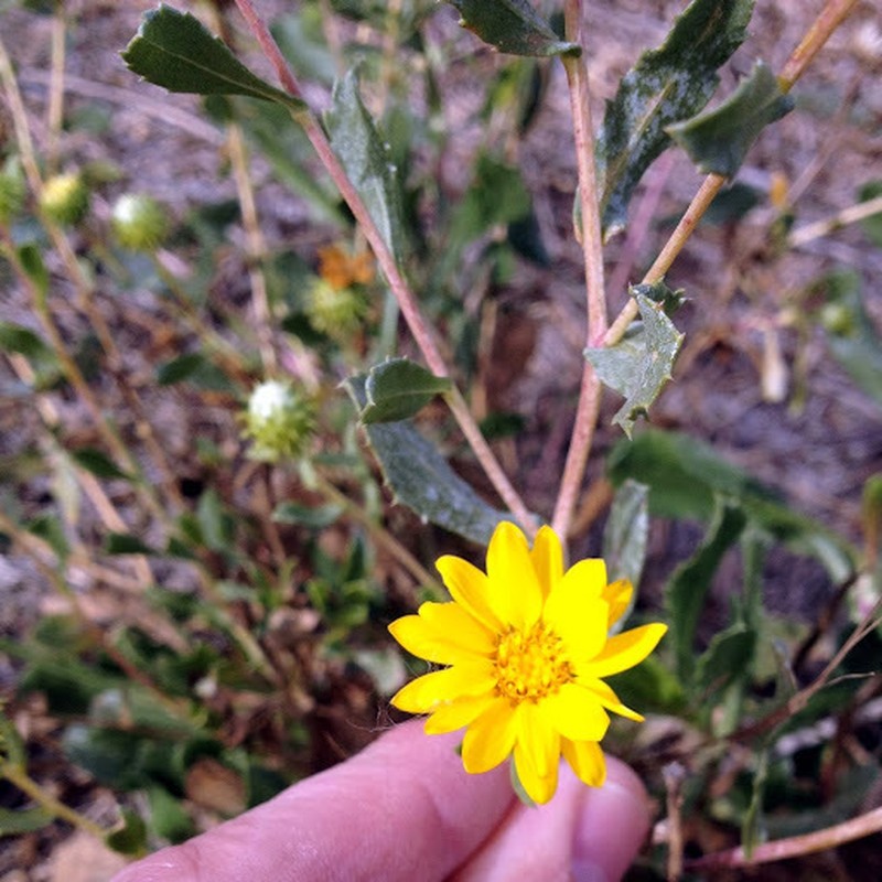Great Valley Gumweed photo 6