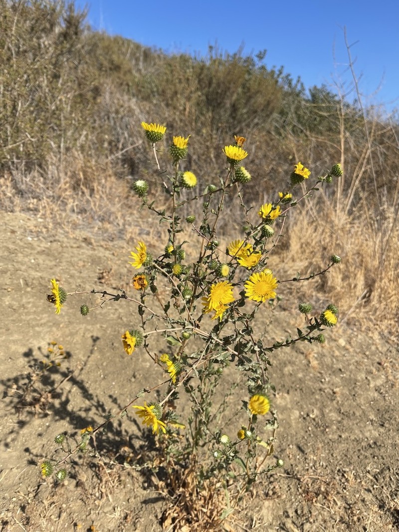 Great Valley Gumweed photo 7