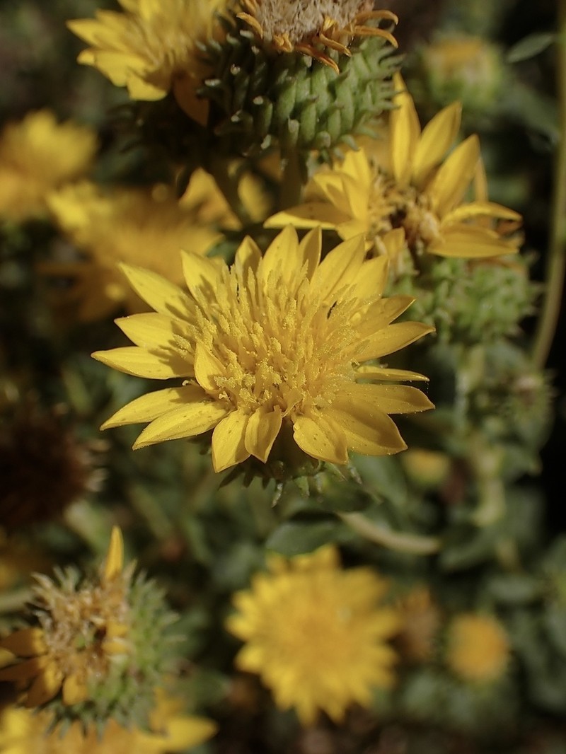 Great Valley Gumweed photo 8