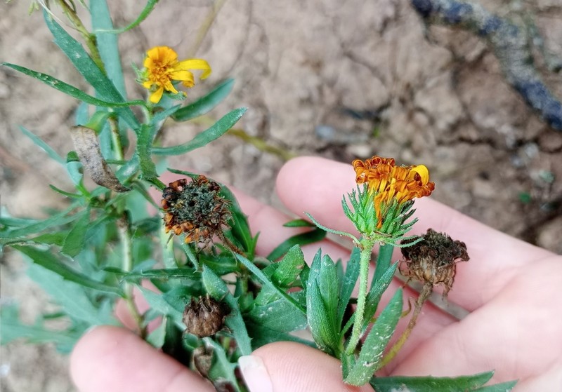 Grindelia chacoensis