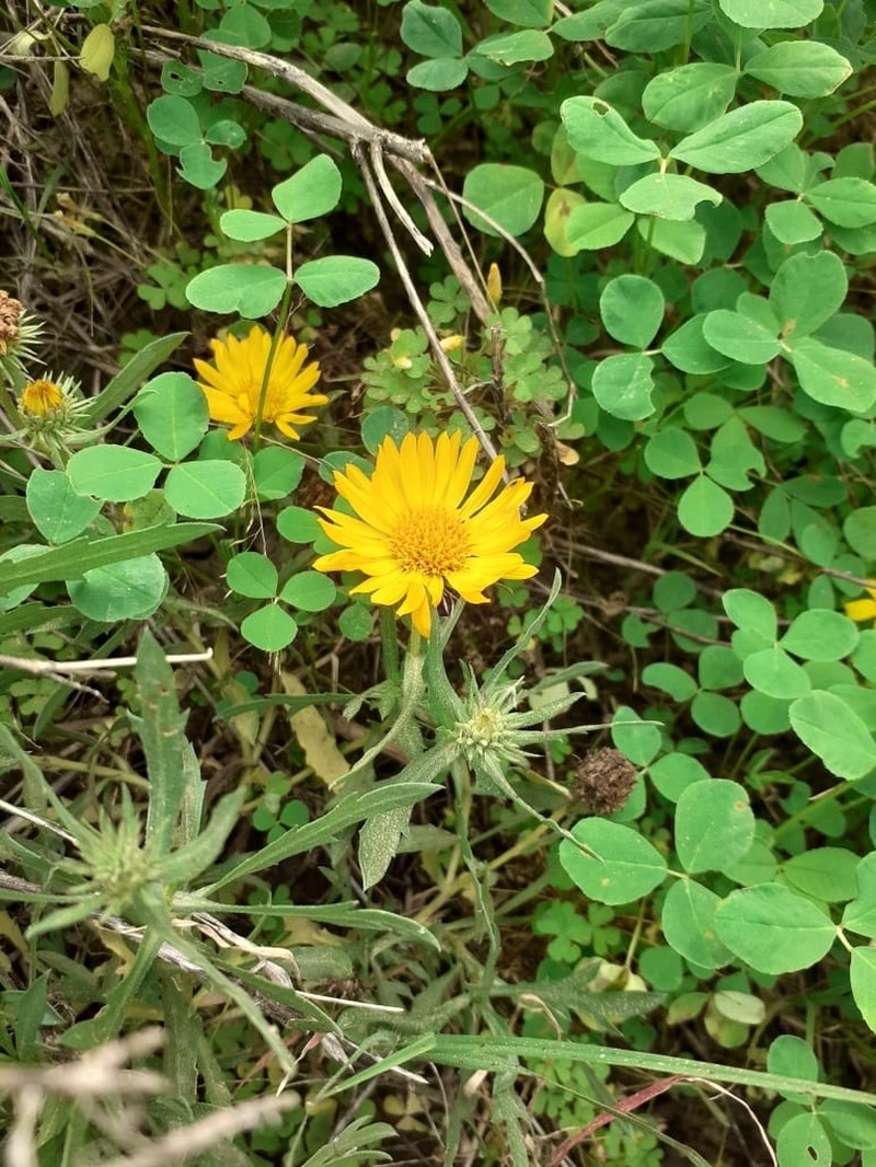 Grindelia chacoensis photo 2