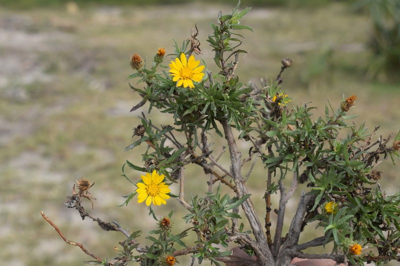 Grindelia chacoensis photo 3