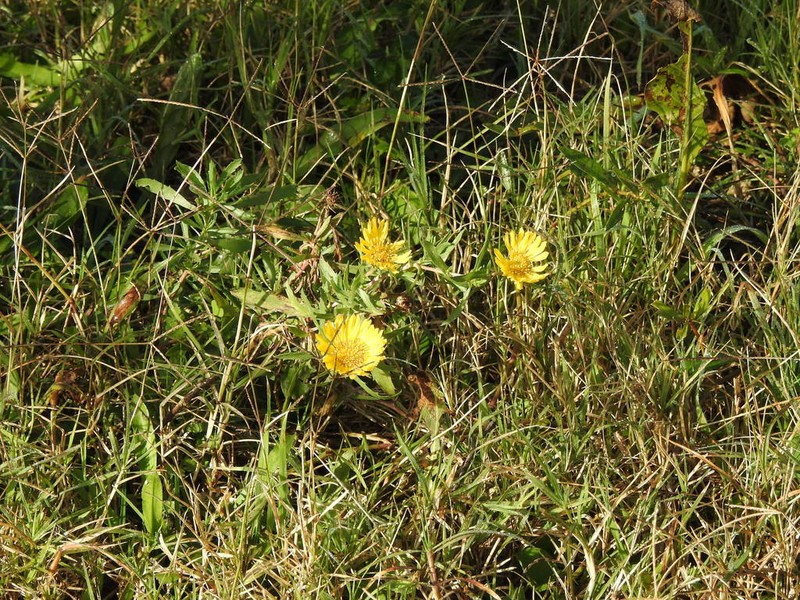 Grindelia chacoensis photo 4