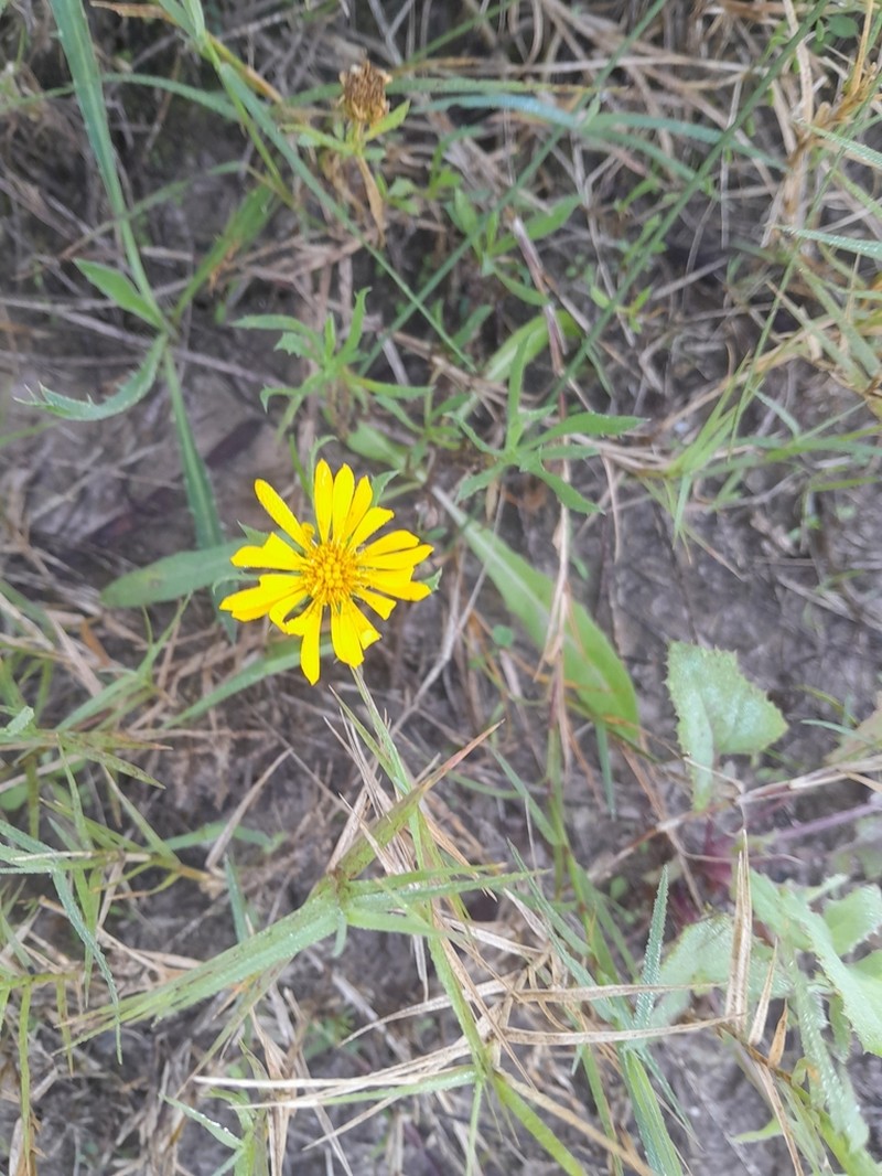 Grindelia chacoensis photo 5