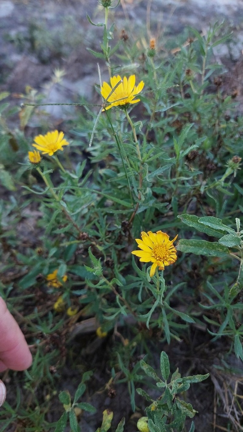 Grindelia chacoensis photo 6