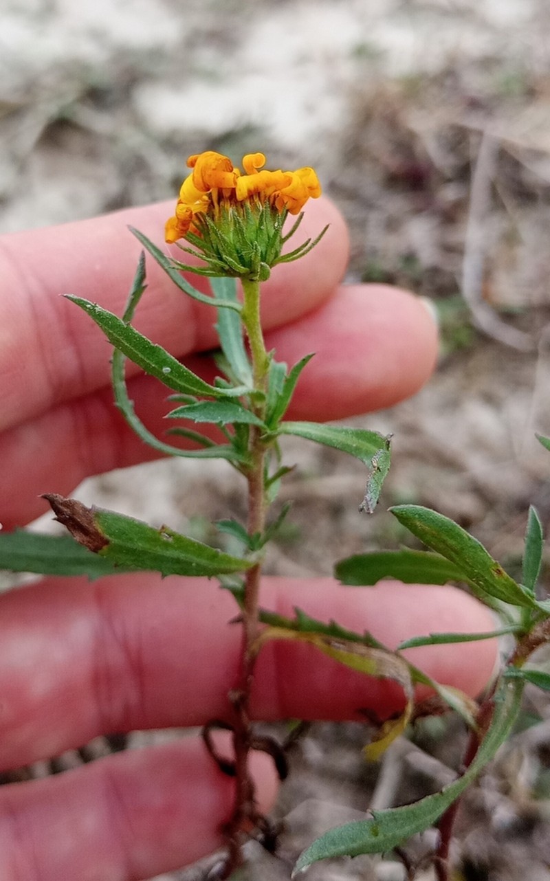 Grindelia chacoensis photo 7