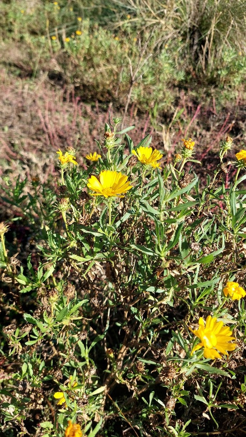 Grindelia chacoensis photo 8