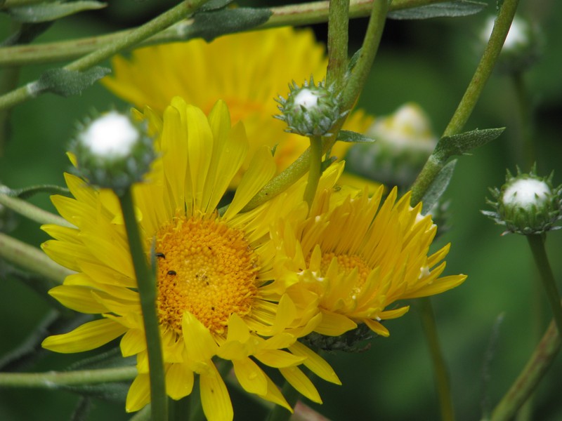 Grindelia chiloensis photo 2