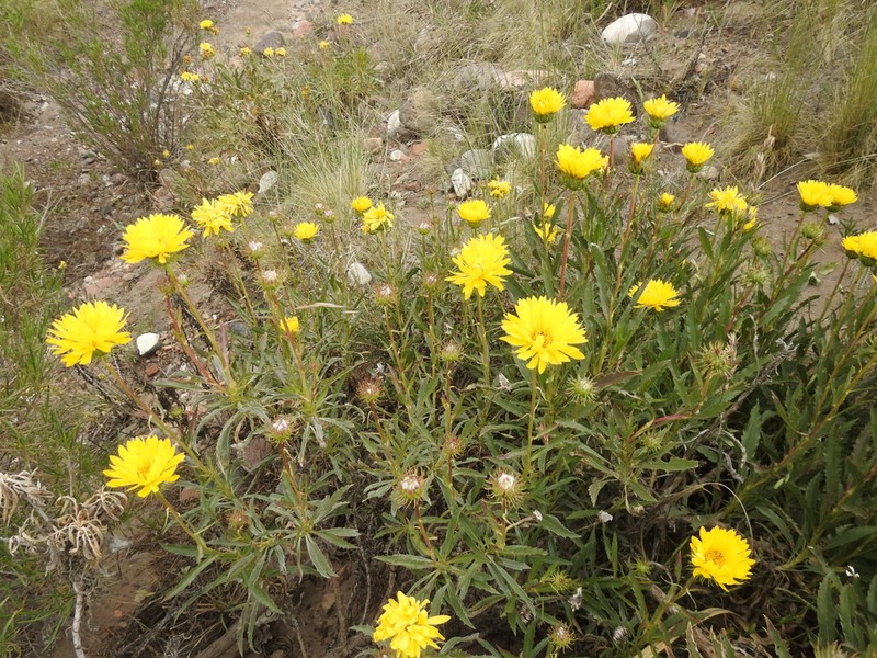 Grindelia chiloensis photo 3
