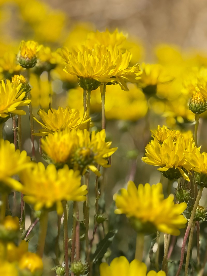 Grindelia chiloensis photo 4