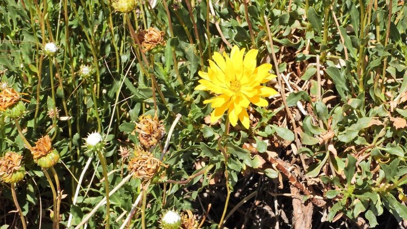Grindelia chiloensis photo 5