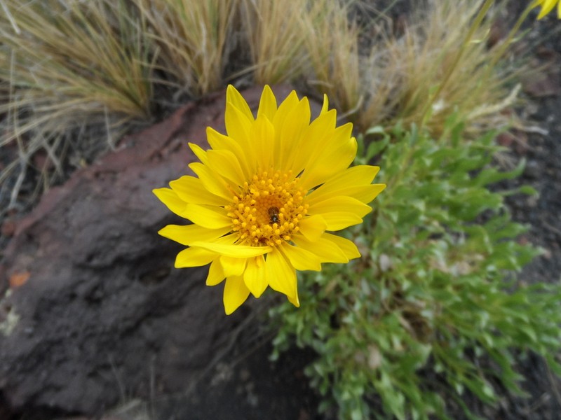 Grindelia chiloensis photo 6