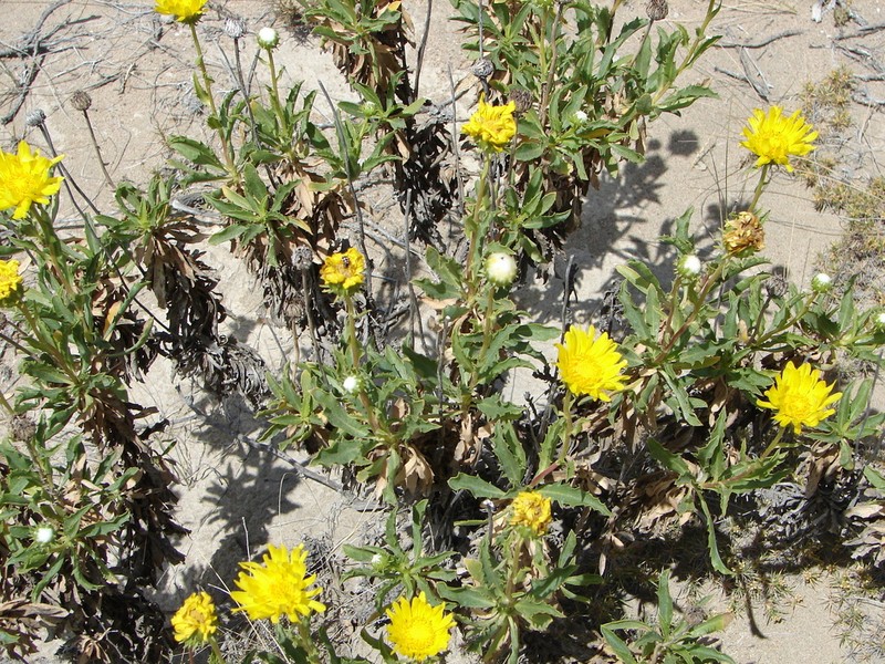 Grindelia chiloensis photo 7