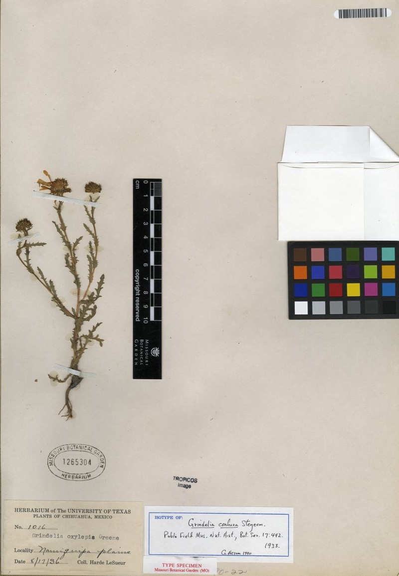 Grindelia confusa