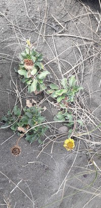Grindelia coronensis