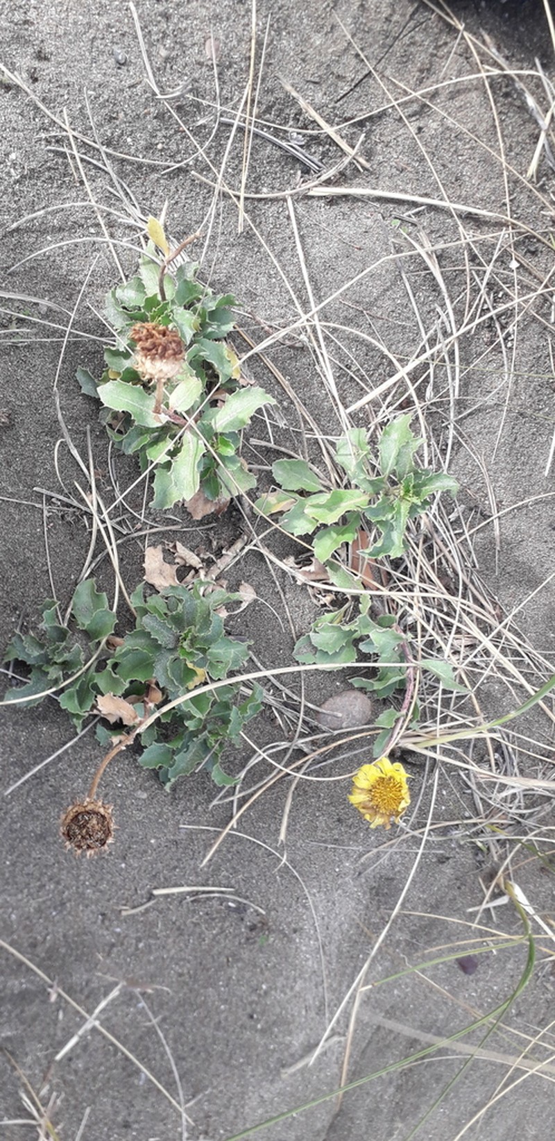 Grindelia coronensis