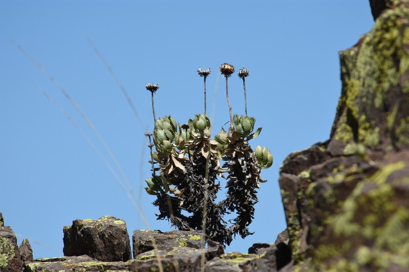 Grindelia covasii