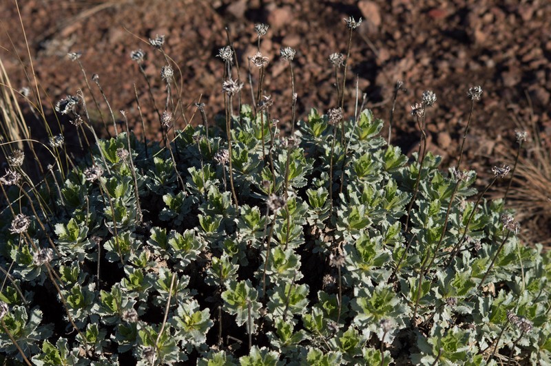 Grindelia covasii photo 2