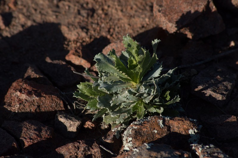 Grindelia covasii photo 3